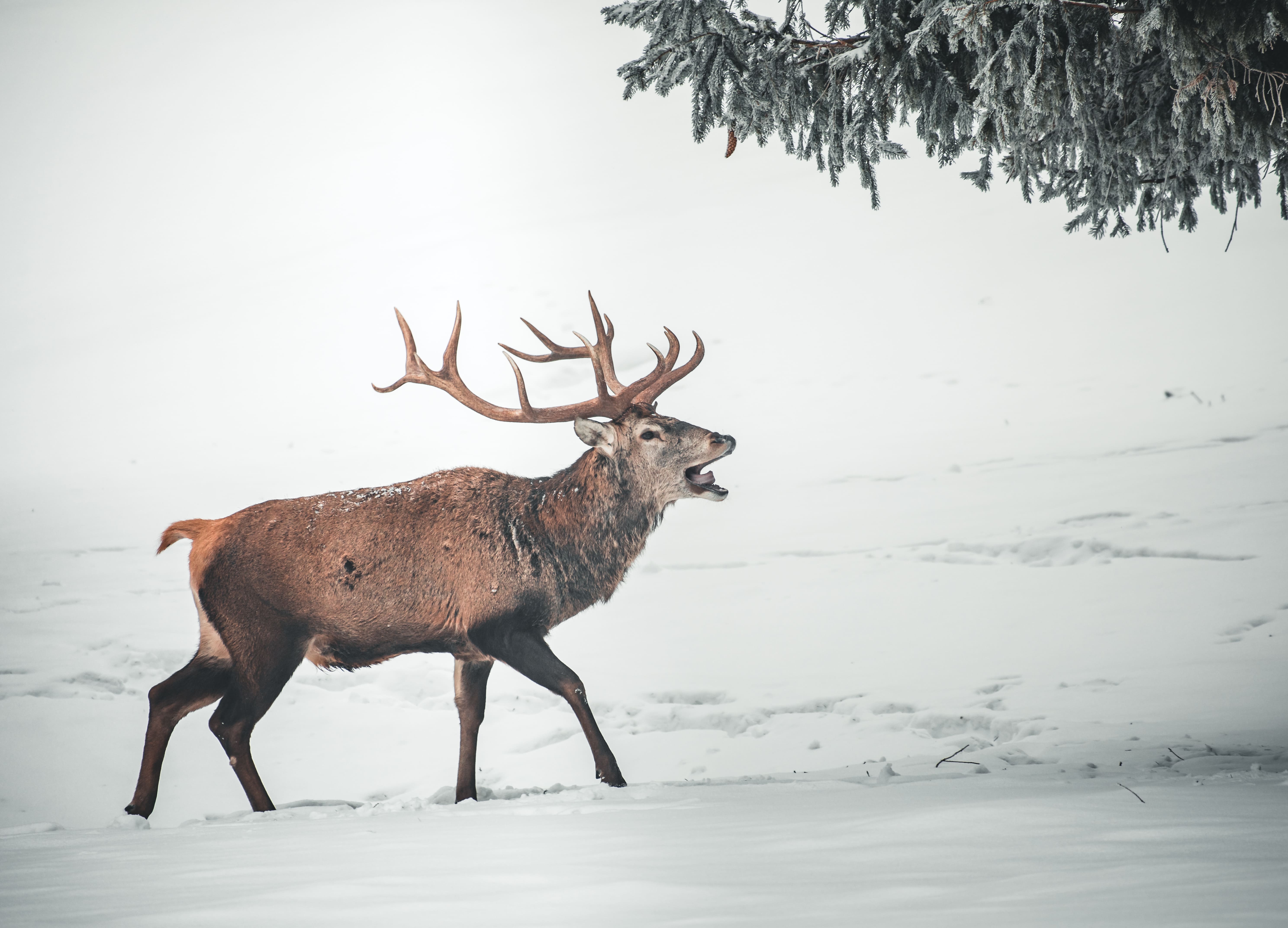 поведение благородного оленя в ноябре